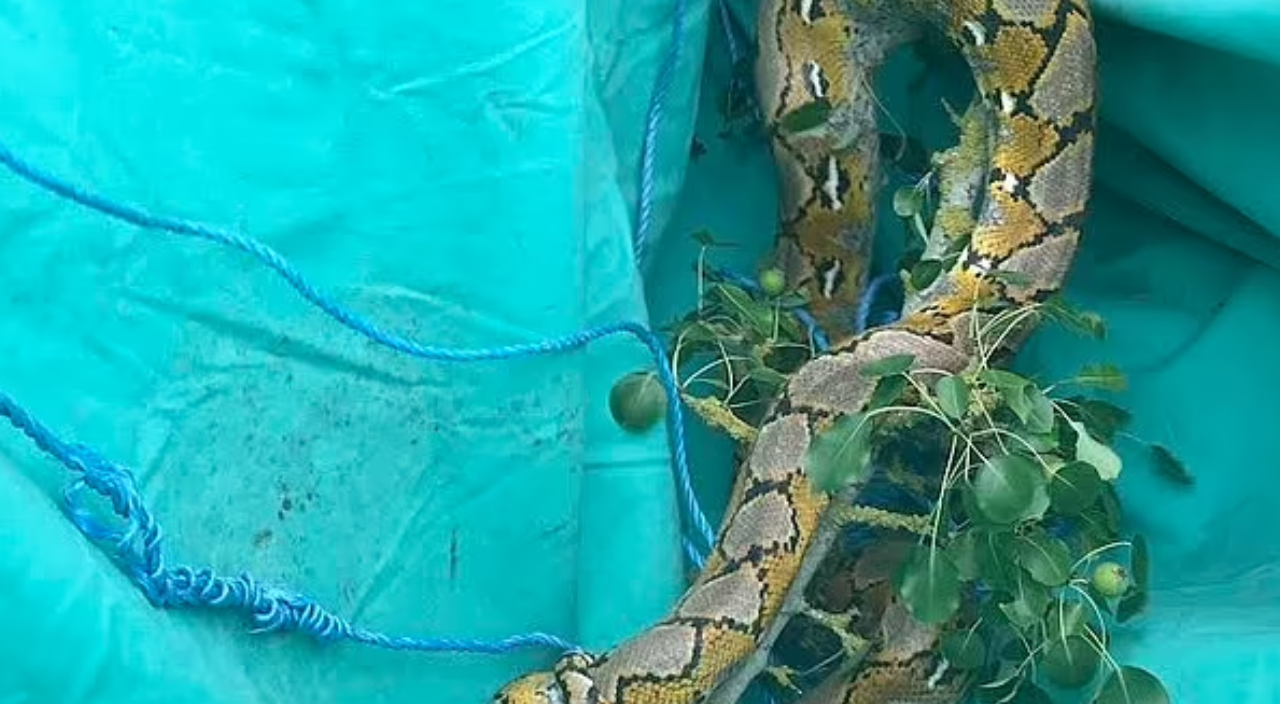 İngiltere'de yılan paniği! Vatandaşlar tedirgin